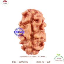 Load image into Gallery viewer, 2 Mukhi Rudraksha from Indonesia - Bead No. 106
