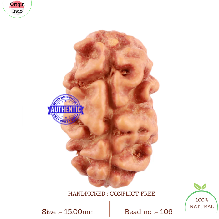 2 Mukhi Rudraksha from Indonesia - Bead No. 106