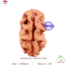 Load image into Gallery viewer, 2 Mukhi Rudraksha from Indonesia - Bead No. 115
