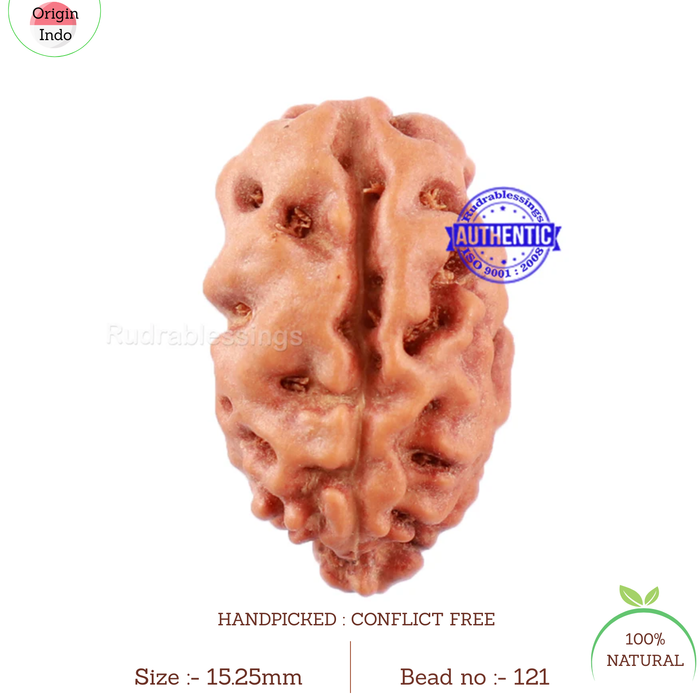 2 Mukhi Rudraksha from Indonesia - Bead No. 121