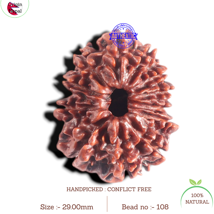 12 Mukhi Nepalese Rudraksha - Bead No. 108