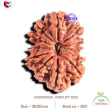 Load image into Gallery viewer, 12 Mukhi Nepalese Rudraksha - Bead No. 263
