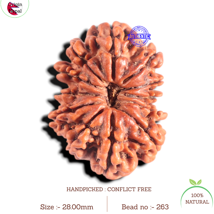 12 Mukhi Nepalese Rudraksha - Bead No. 263