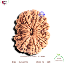 Load image into Gallery viewer, 12 Mukhi Nepalese Rudraksha - Bead No. 266
