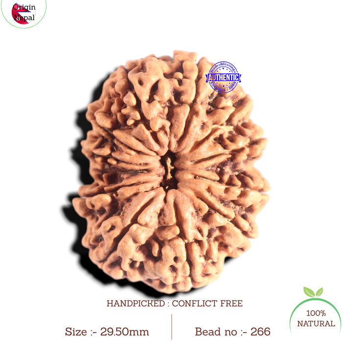 12 Mukhi Nepalese Rudraksha - Bead No. 266