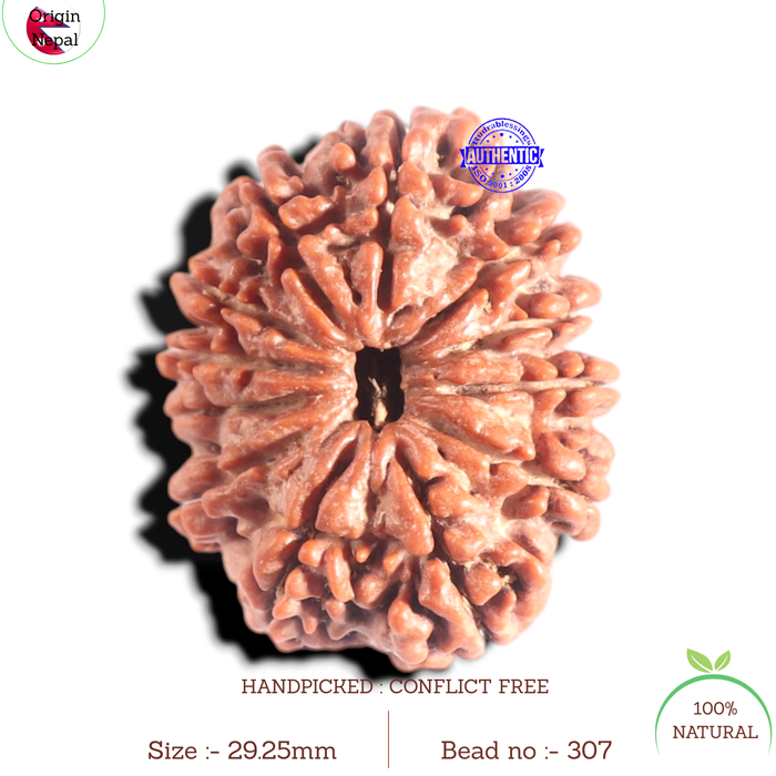 12 Mukhi Nepalese Rudraksha - Bead No. 307