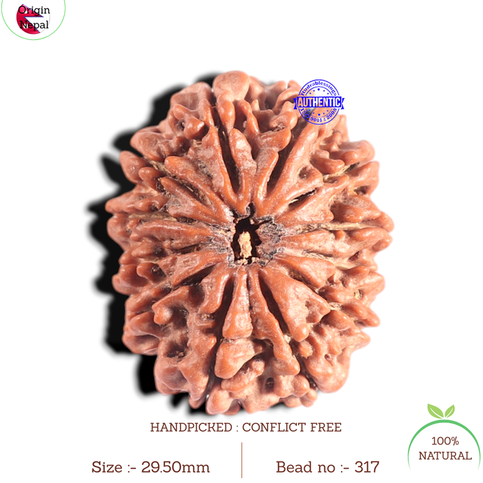 12 Mukhi Nepalese Rudraksha - Bead No. 317