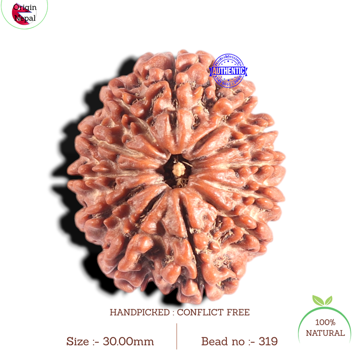12 Mukhi Nepalese Rudraksha - Bead No. 319