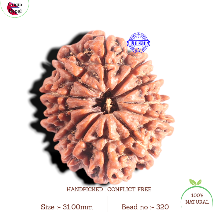12 Mukhi Nepalese Rudraksha - Bead No 320