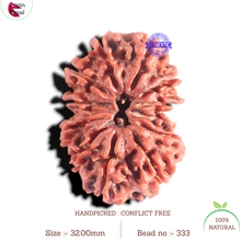 Load image into Gallery viewer, 12 Mukhi Nepalese Rudraksha - Bead No 333
