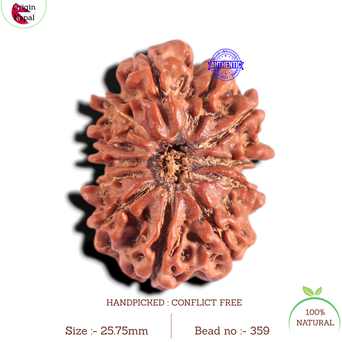 12 Mukhi Nepalese Rudraksha - Bead No 359