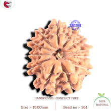 Load image into Gallery viewer, 12 Mukhi Nepalese Rudraksha - Bead No 361

