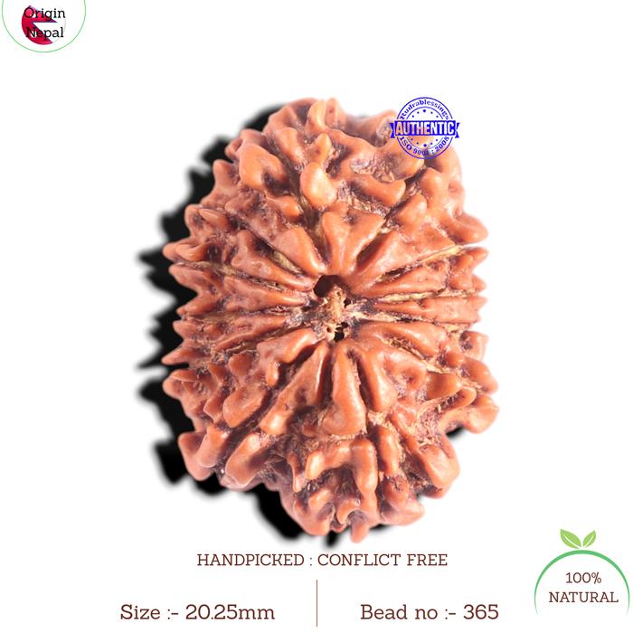 12 Mukhi Nepalese Rudraksha - Bead No 365