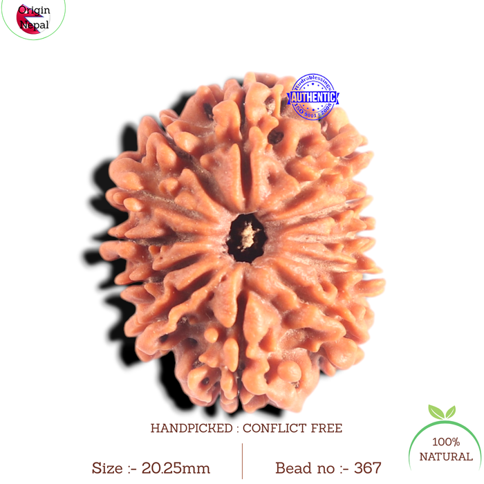 12 Mukhi Nepalese Rudraksha - Bead No 367