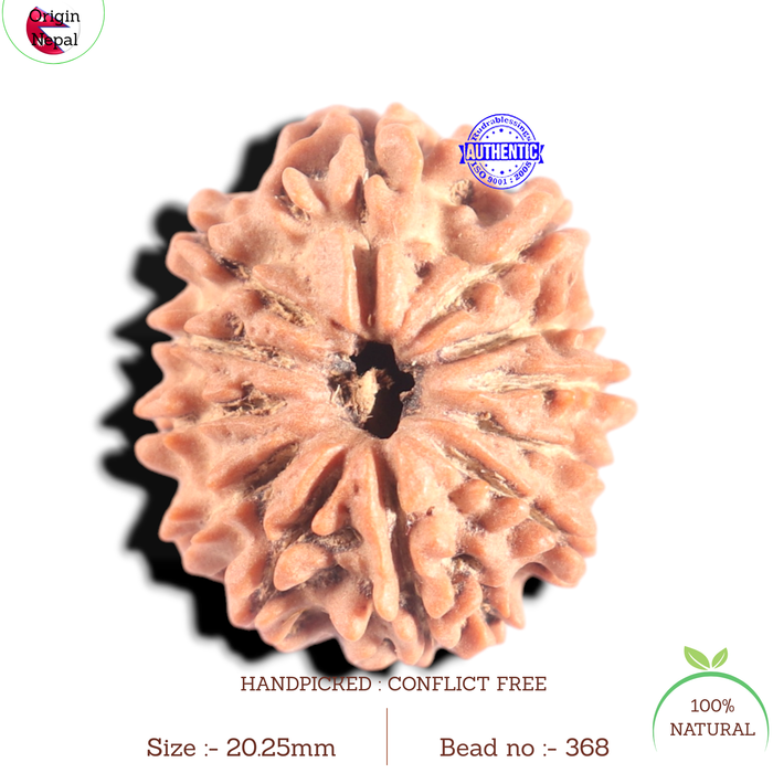 12 Mukhi Nepalese Rudraksha - Bead No 368