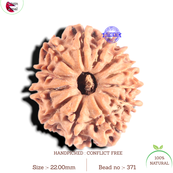 12 Mukhi Nepalese Rudraksha - Bead No 371