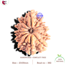 Load image into Gallery viewer, 12 Mukhi Nepalese Rudraksha - Bead No 382
