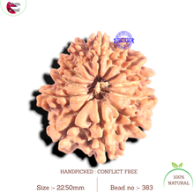 Load image into Gallery viewer, 12 Mukhi Nepalese Rudraksha - Bead No 383
