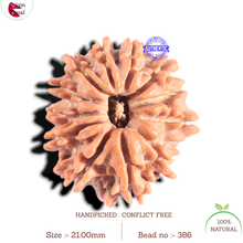 Load image into Gallery viewer, 12 Mukhi Nepalese Rudraksha - Bead No 386
