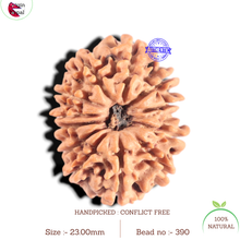 Load image into Gallery viewer, 12 Mukhi Nepalese Rudraksha - Bead No 390
