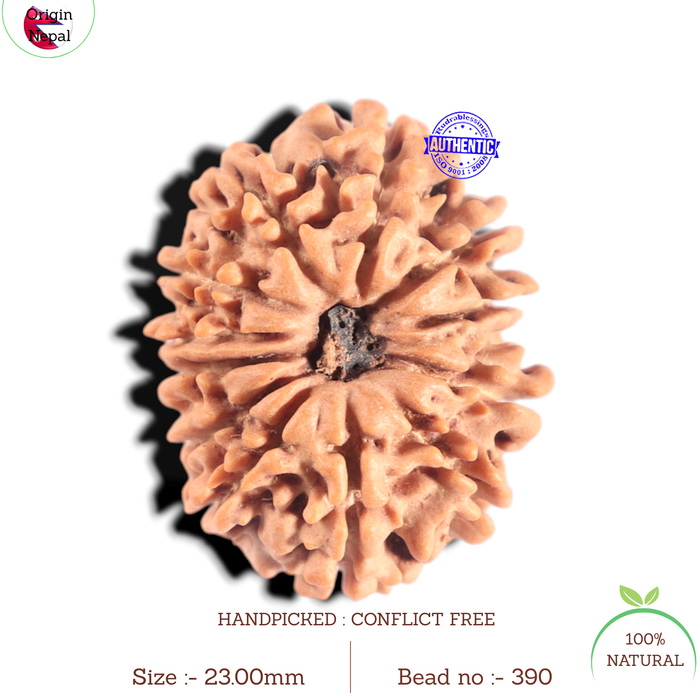 12 Mukhi Nepalese Rudraksha - Bead No 390