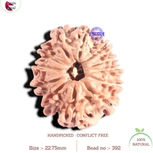 Load image into Gallery viewer, 12 Mukhi Nepalese Rudraksha - Bead No 392
