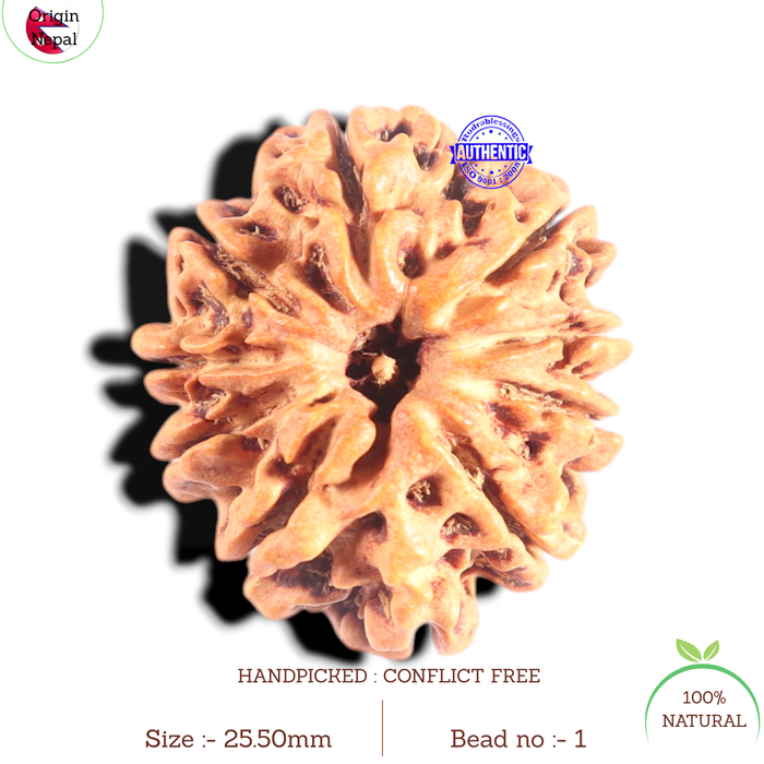 10 Mukhi Nepalese Rudraksha - Bead No. 1