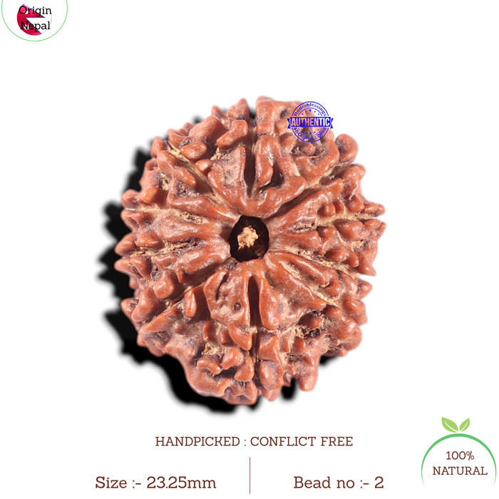 10 Mukhi Nepalese Ganesha Rudraksha - Bead No. 2