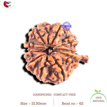 Load image into Gallery viewer, 10 Mukhi Nepalese Ganesha Rudraksha - Bead No. 62
