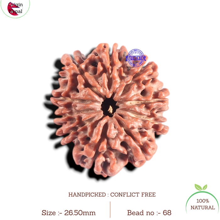 10 Mukhi Nepalese Rudraksha - Bead No. 68