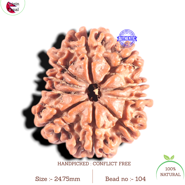 10 Mukhi Nepalese Rudraksha - Bead No. 104