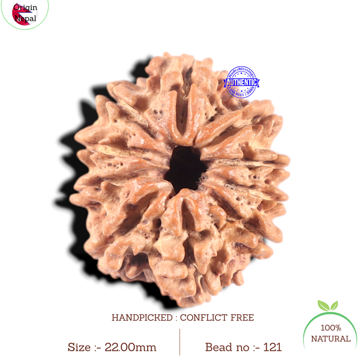10 Mukhi Nepalese Rudraksha - Bead No. 121