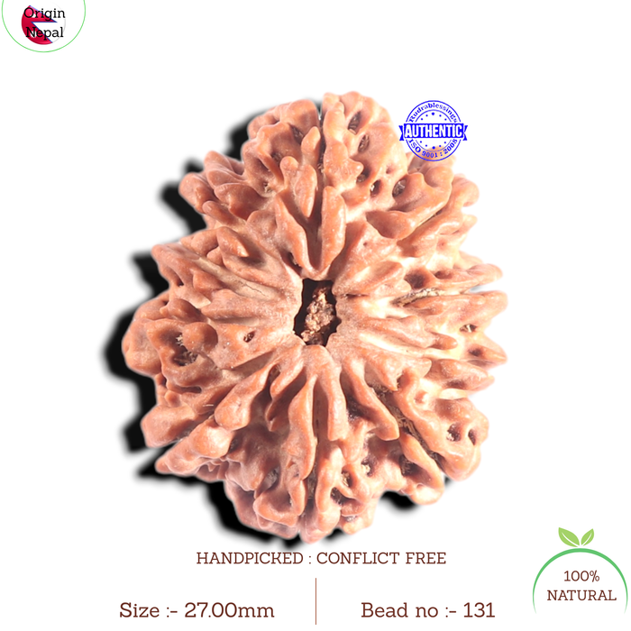 10 Mukhi Nepalese Rudraksha - Bead No. 131