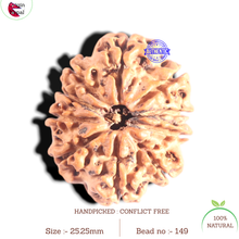 Load image into Gallery viewer, 10 Mukhi Nepalese Rudraksha - Bead No. 149
