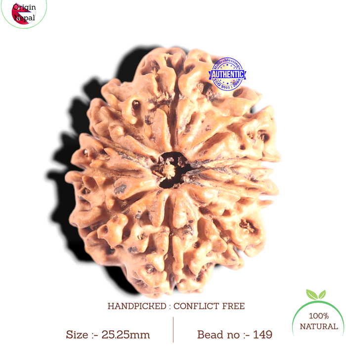 10 Mukhi Nepalese Rudraksha - Bead No. 149