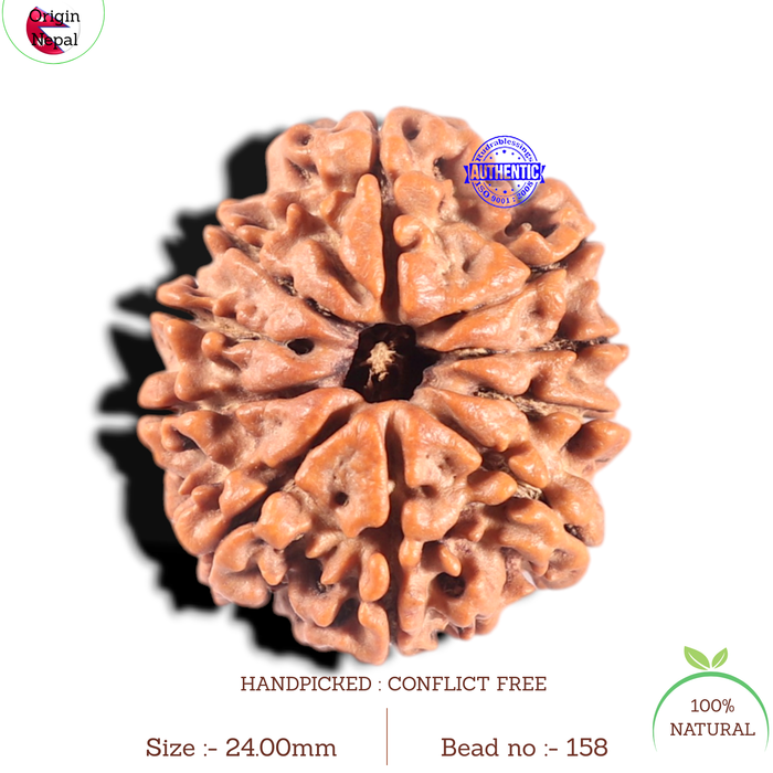 10 Mukhi Nepalese Rudraksha - Bead No 158