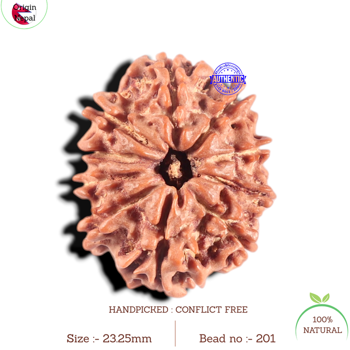10 Mukhi Nepalese Rudraksha - Bead No 201