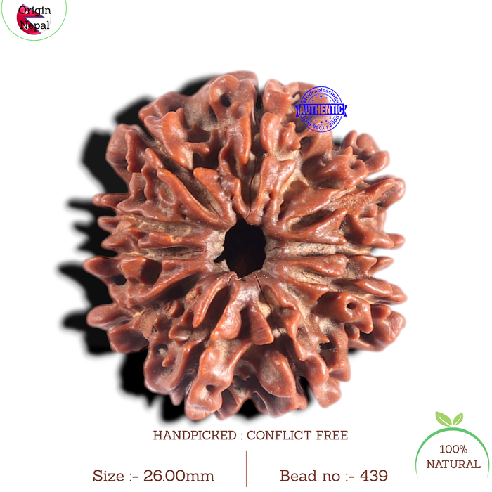 10 Mukhi Nepalese Rudraksha - Bead No 439