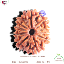 Load image into Gallery viewer, 10 Mukhi Nepalese Rudraksha - Bead No. 441
