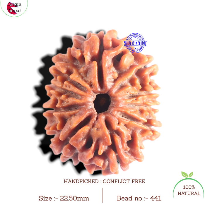 10 Mukhi Nepalese Rudraksha - Bead No. 441