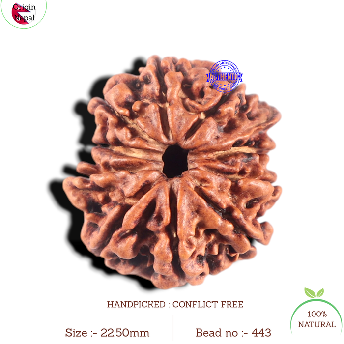10 Mukhi Nepalese Rudraksha - Bead No. 443