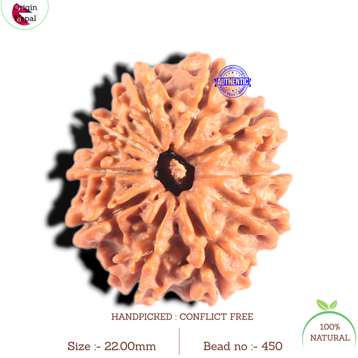 10 Mukhi Nepalese Rudraksha - Bead No. 450