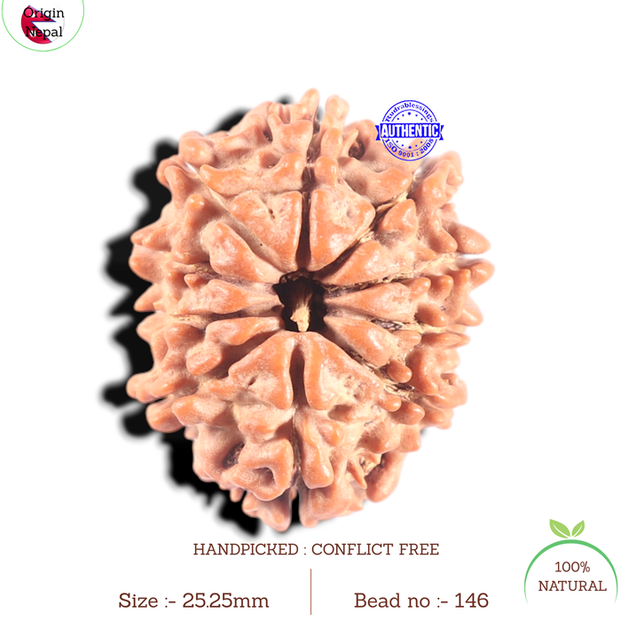 10 Mukhi Nepalese Rudraksha - Bead No 146