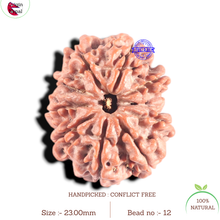 Load image into Gallery viewer, 9 Mukhi Nepalese Rudraksha - Bead No. 12
