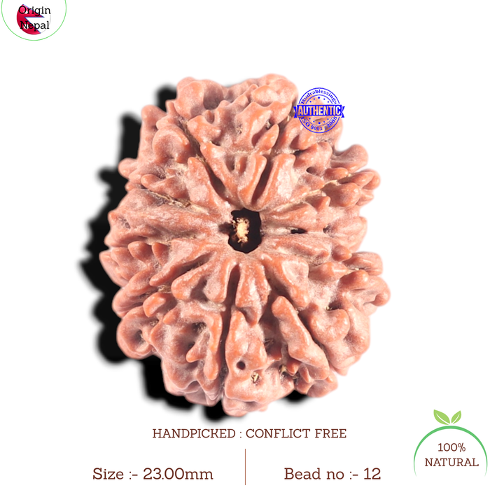 9 Mukhi Nepalese Rudraksha - Bead No. 12