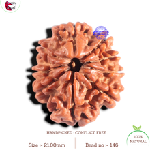 Load image into Gallery viewer, 9 Mukhi Nepalese Rudraksha - Bead No. 146
