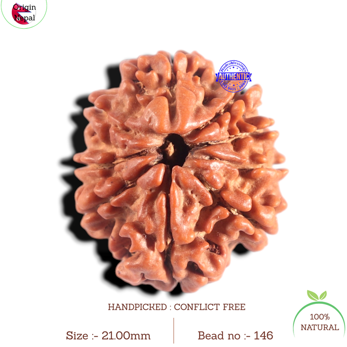 9 Mukhi Nepalese Rudraksha - Bead No. 146