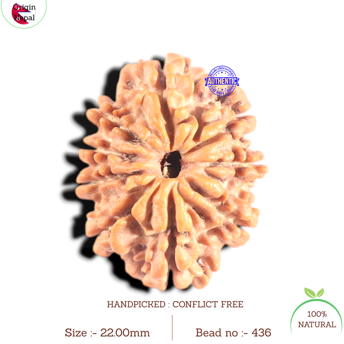 9 Mukhi Nepalese Rudraksha - Bead No. 436