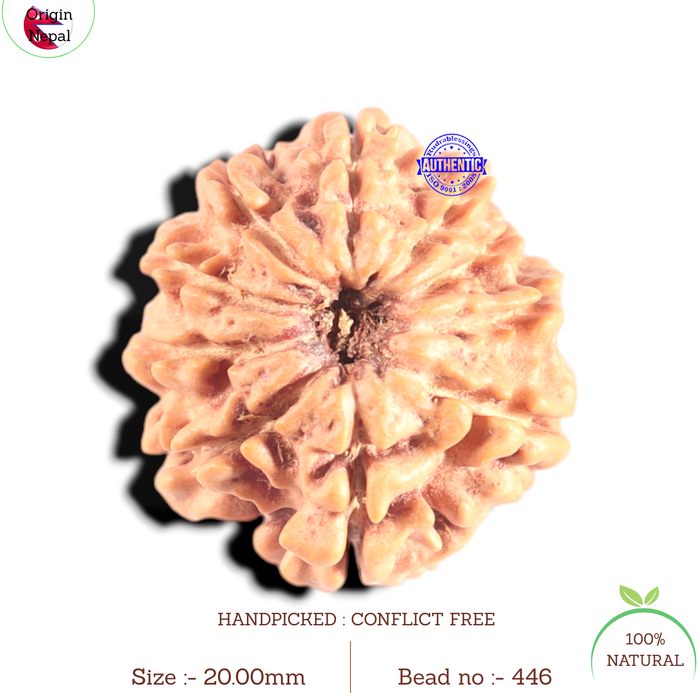9 Mukhi Nepalese Rudraksha - Bead No. 446