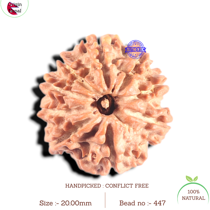 9 Mukhi Nepalese Rudraksha - Bead No. 447